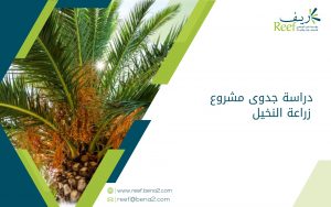 دراسة جدوى مشروع زراعة النخيل