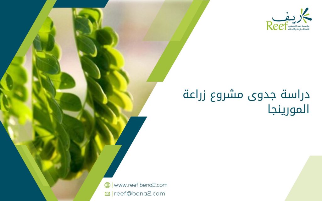 دراسة جدوى مشروع زراعة المورينجا