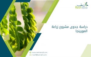 دراسة جدوى مشروع زراعة المورينجا