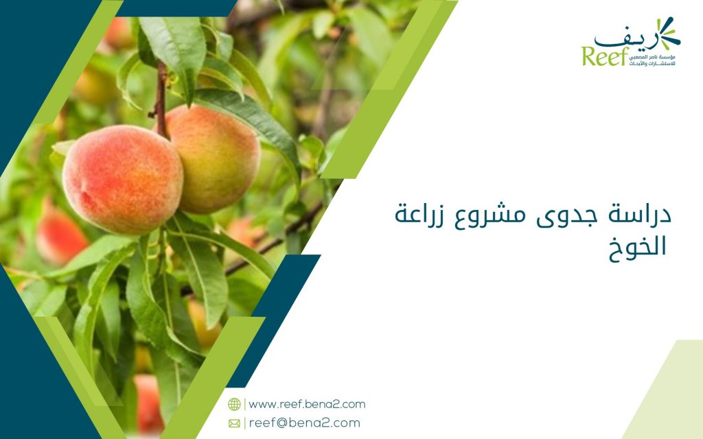 دراسة جدوى زراعة الخوخ
