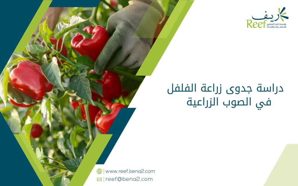دراسة جدوى زراعة الفلفل في الصوب الزراعية