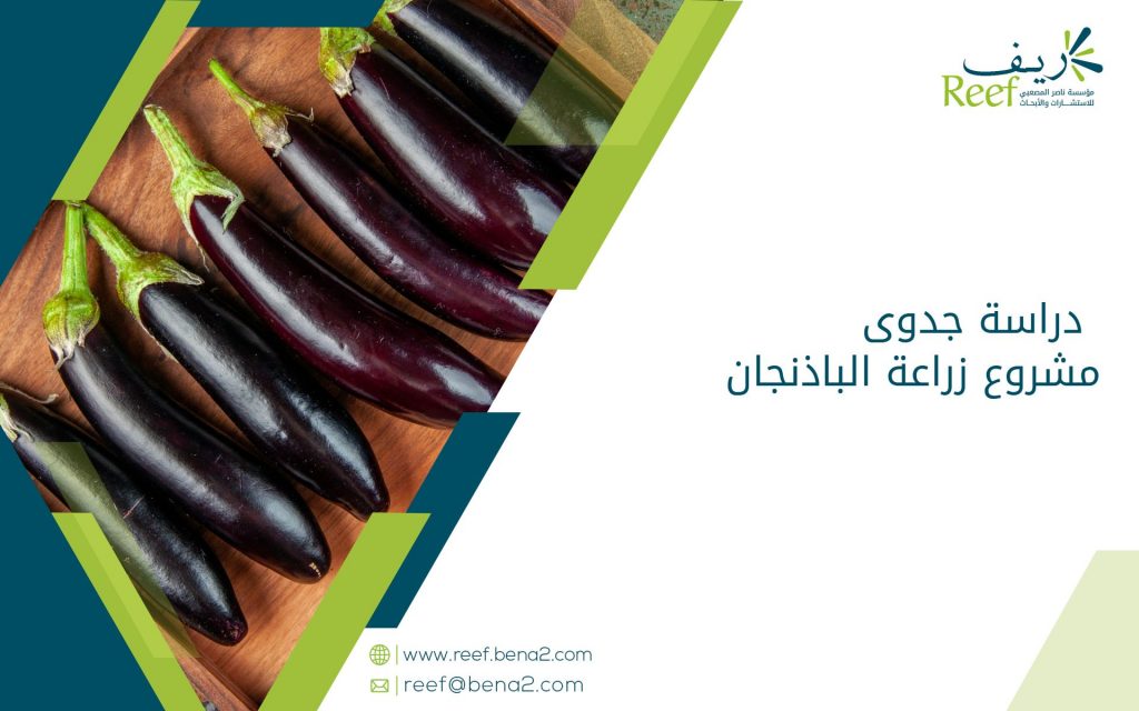 دراسة جدوى مشروع زراعة الباذنجان