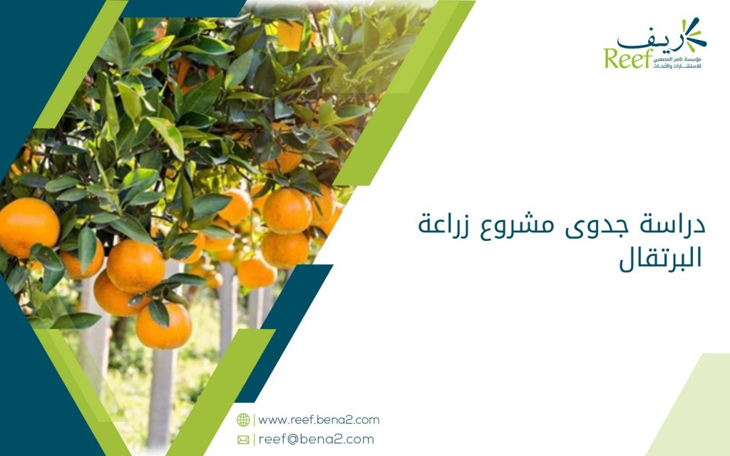دراسة جدوى مشروع زراعة البرتقال