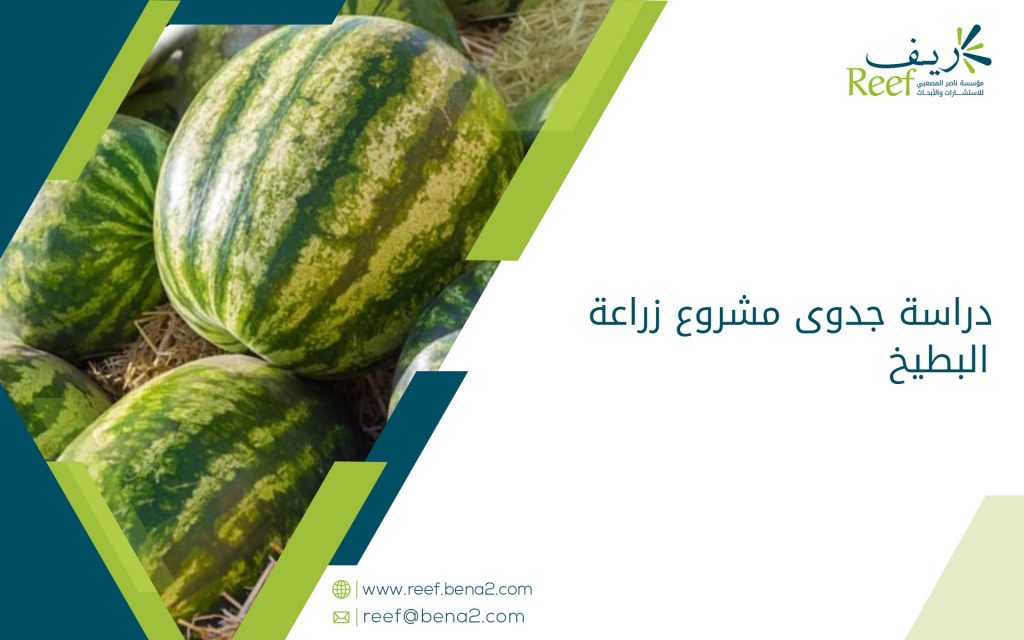 دراسة جدوى مشروع زراعة البطيخ
