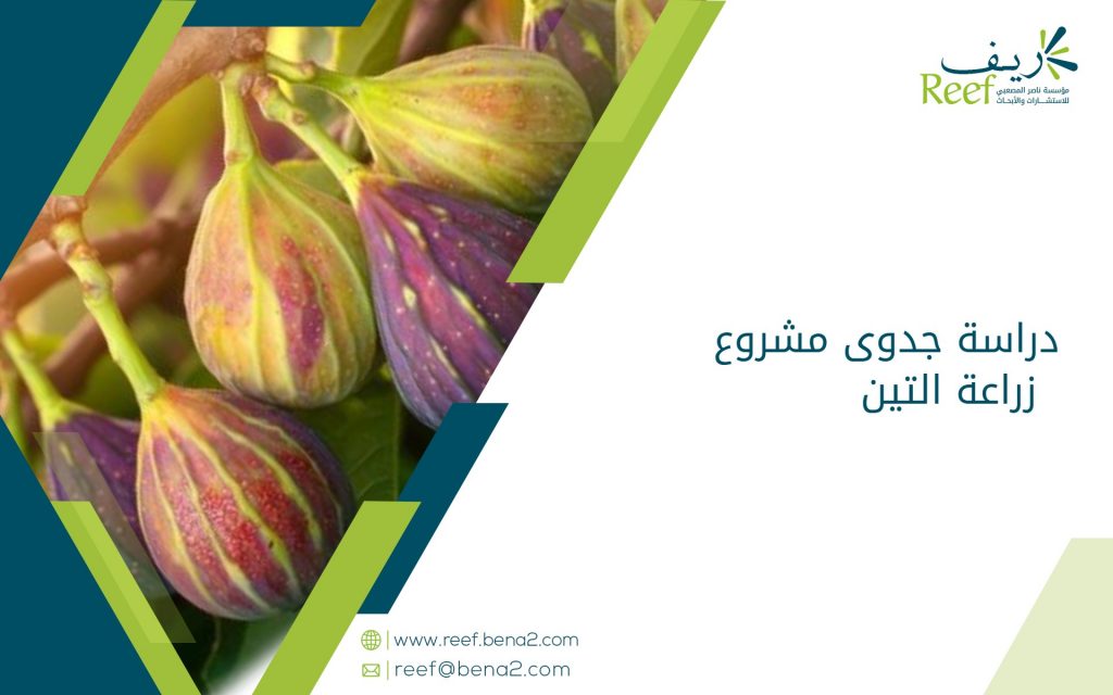 دراسة جدوى مشروع زراعة التين