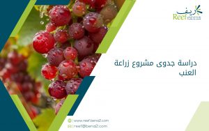 دراسة جدوى زراعة العنب