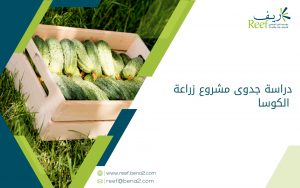 دراسة جدوى مشروع زراعة الكوسا