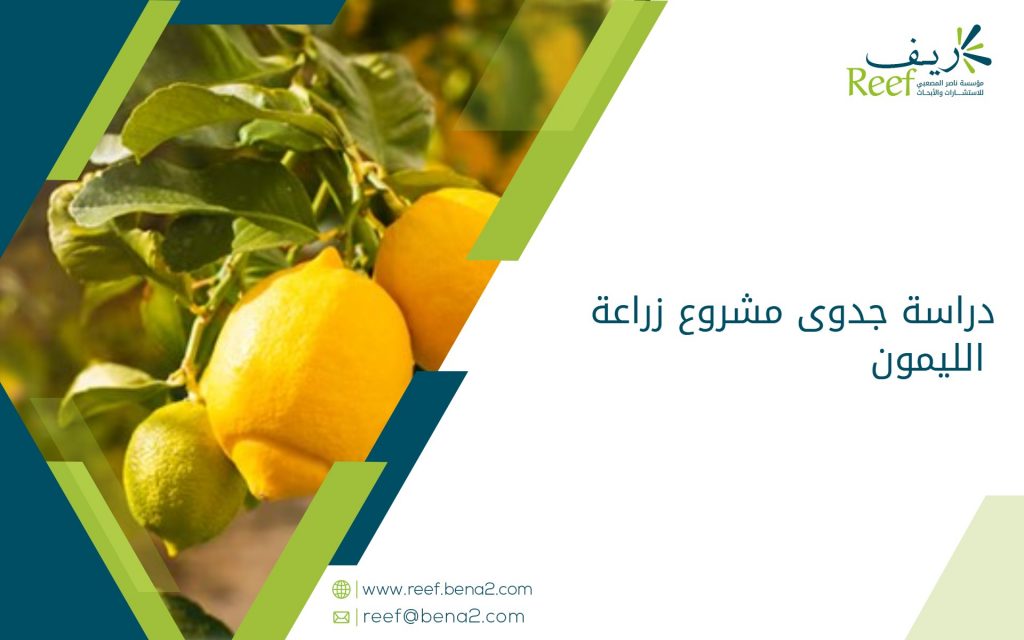 دراسة جدوى زراعة الليمون