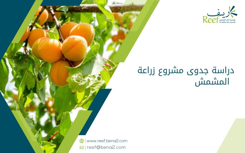 دراسة جدوى زراعة المشمش