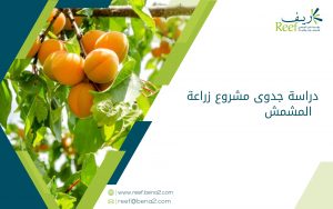 دراسة جدوى زراعة المشمش